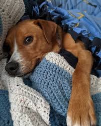 funny dog memes