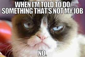 cat memes