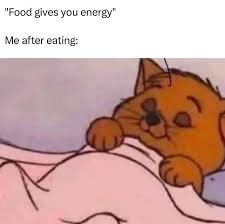 Cat memes