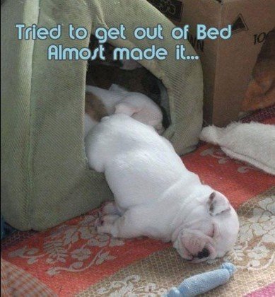 funny dog memes
