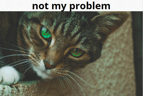 cat memes