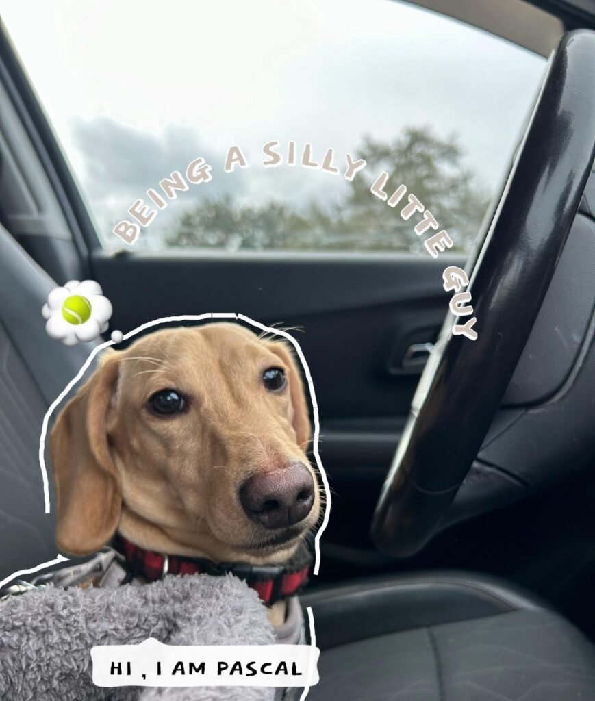 funny dog memes
