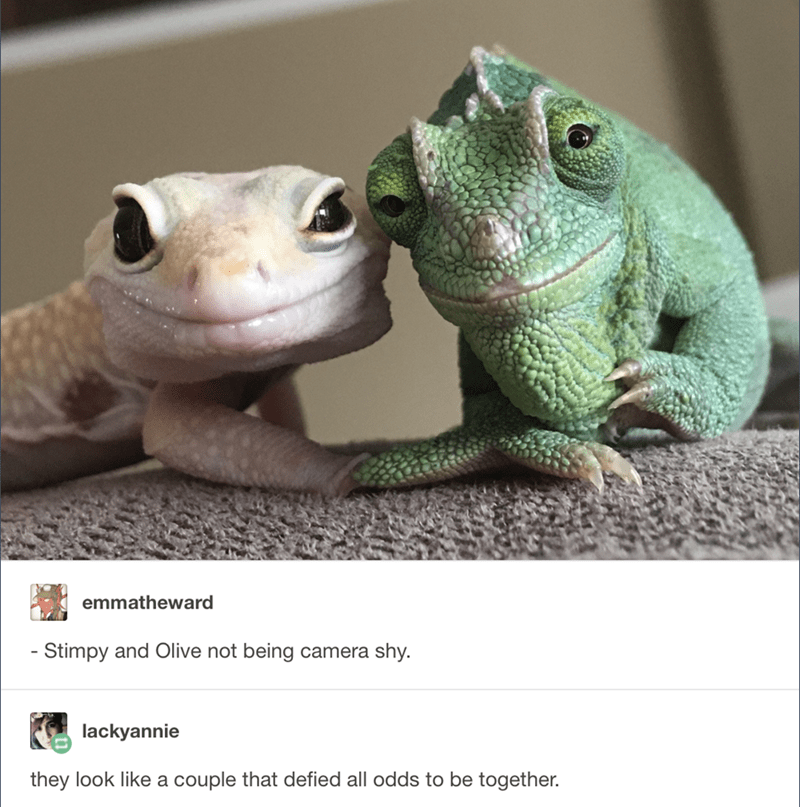 Funny Memes