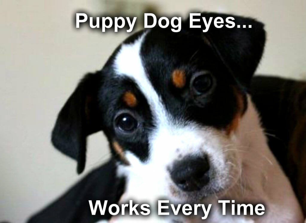funny dog memes