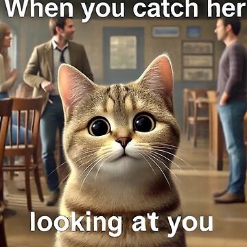 cat memes