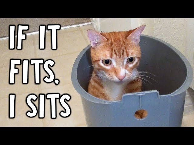 cat memes