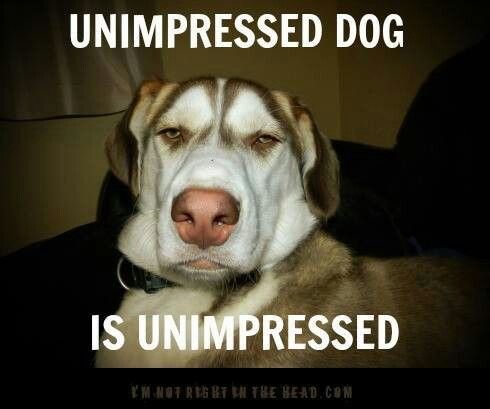dog memes