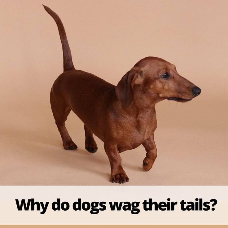 dog memes