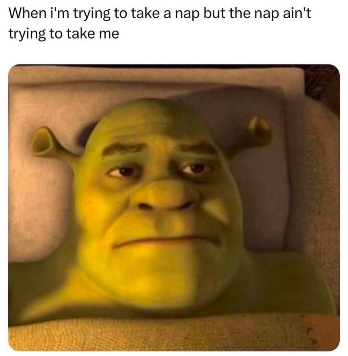 shrek memes
