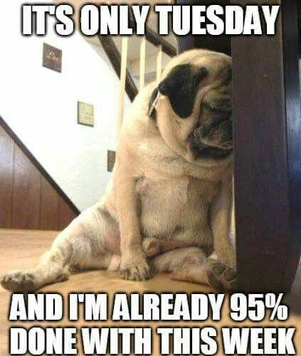 Tuesday Memes
