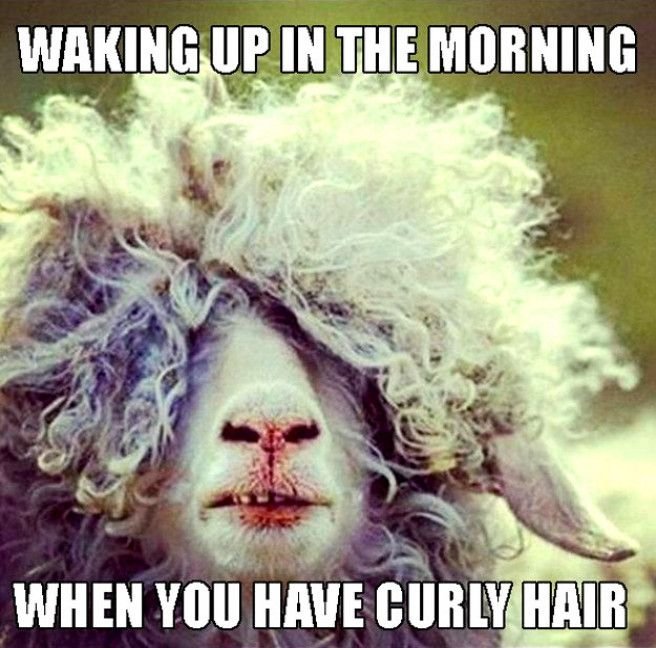 funny good morning memes 