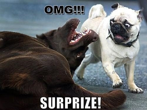dog memes