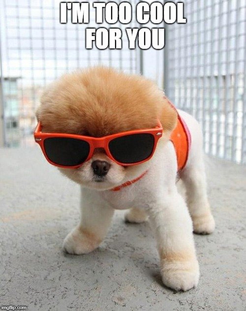 dog memes