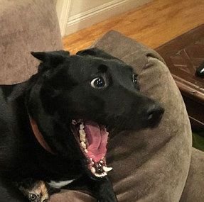 dog memes