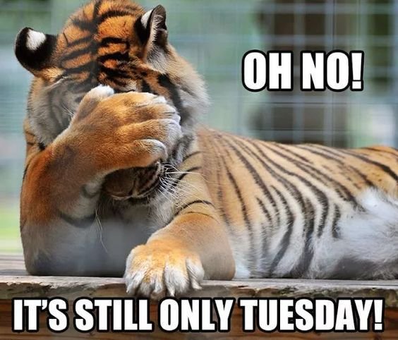 Tuesday Memes