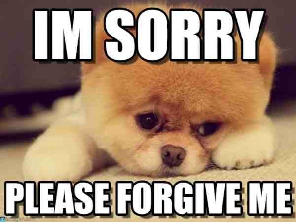 dog memes