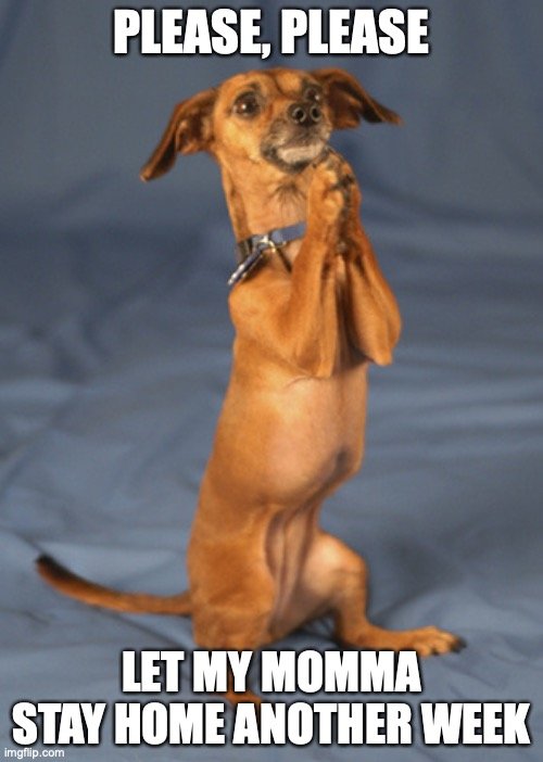 dog memes