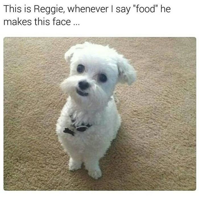 dog memes