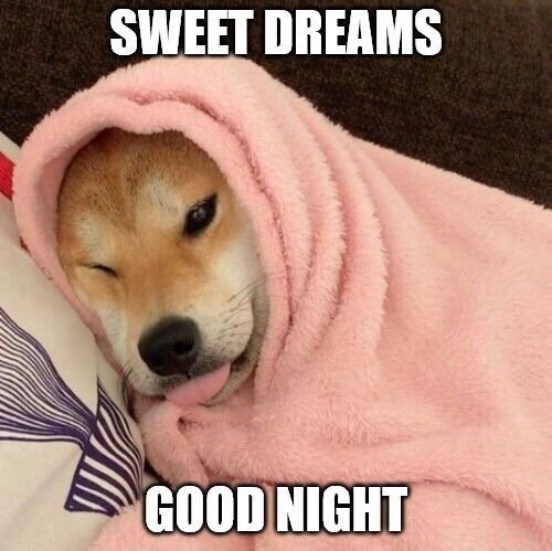 dog memes