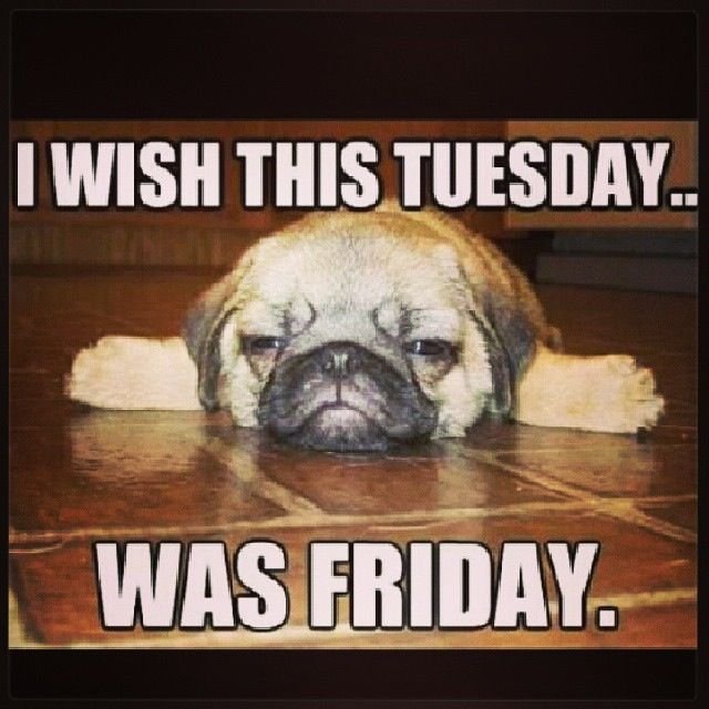 Tuesday Memes