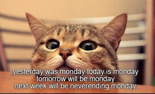 happy monday memes
