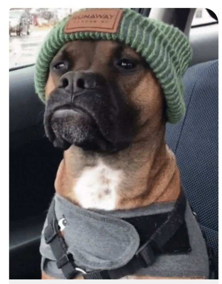 dog memes