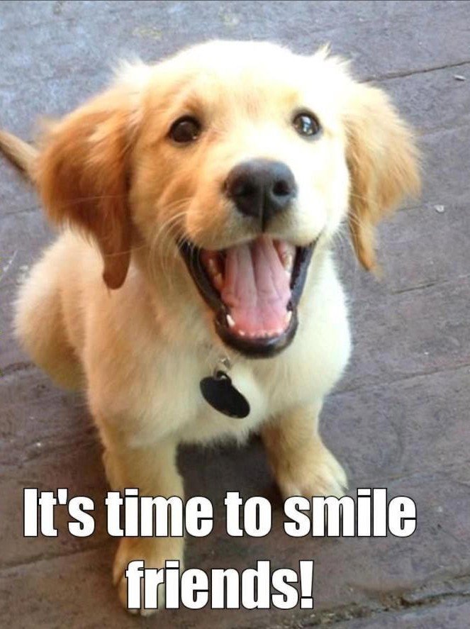 dog memes