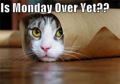 happy monday memes
