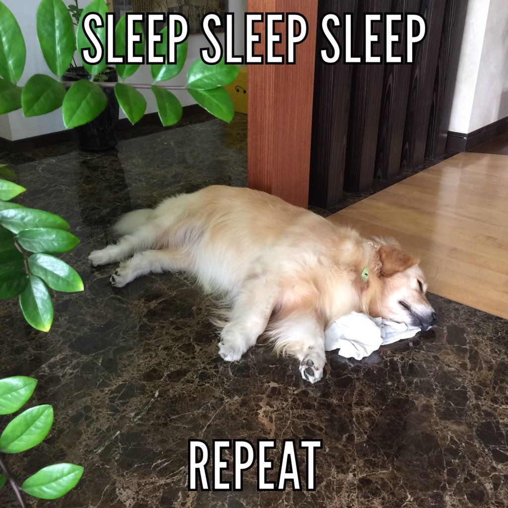 dog memes