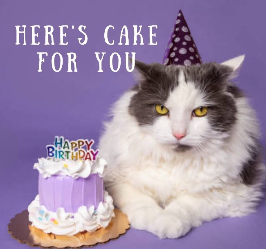 hilarious birthday memes