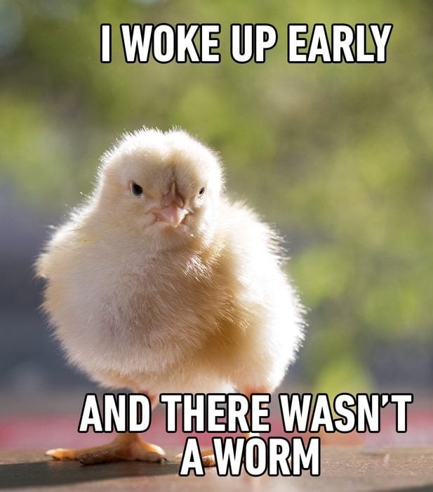 funny good morning memes 