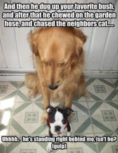 dog memes