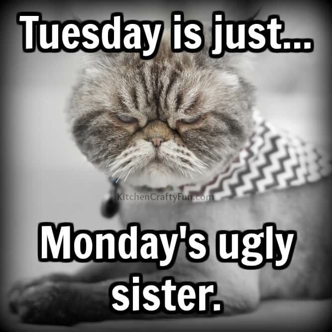 happy tuesday memes