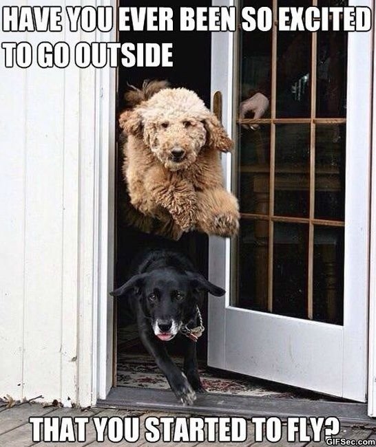 dog memes