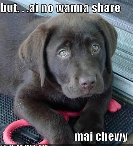 dog memes