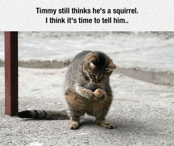 dark humor memes
