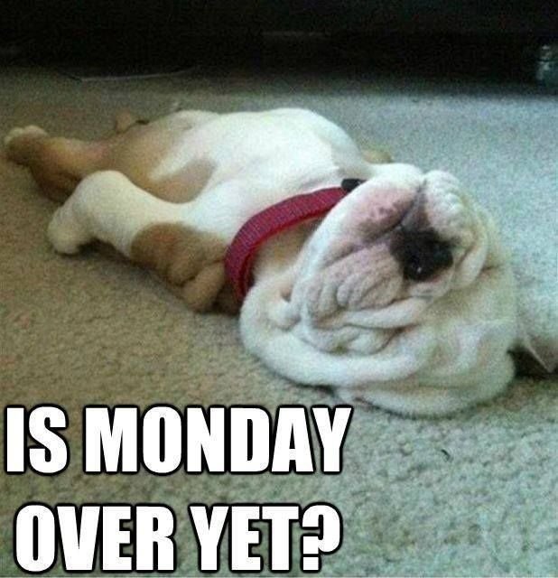 happy monday memes
