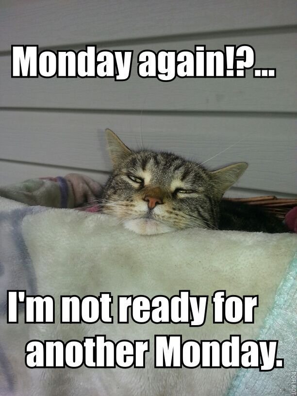 happy monday memes
