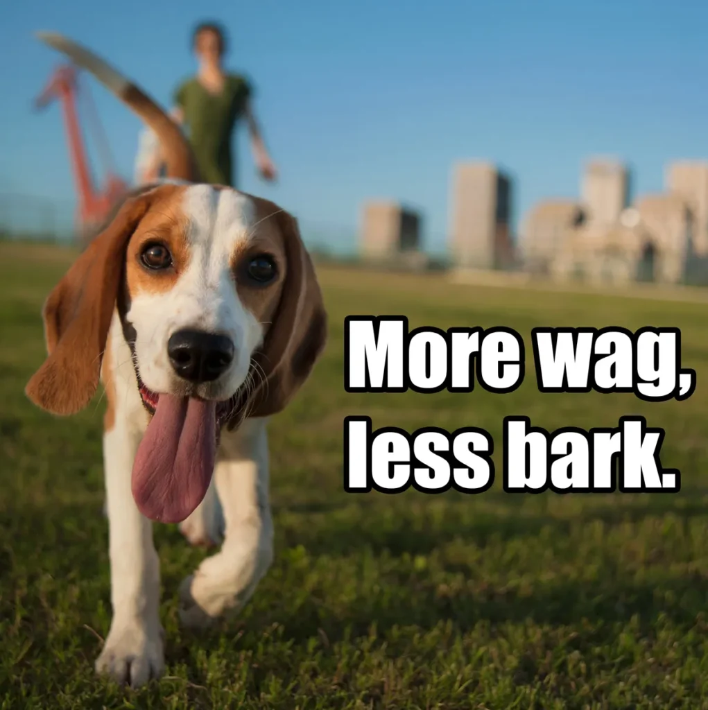 dog memes