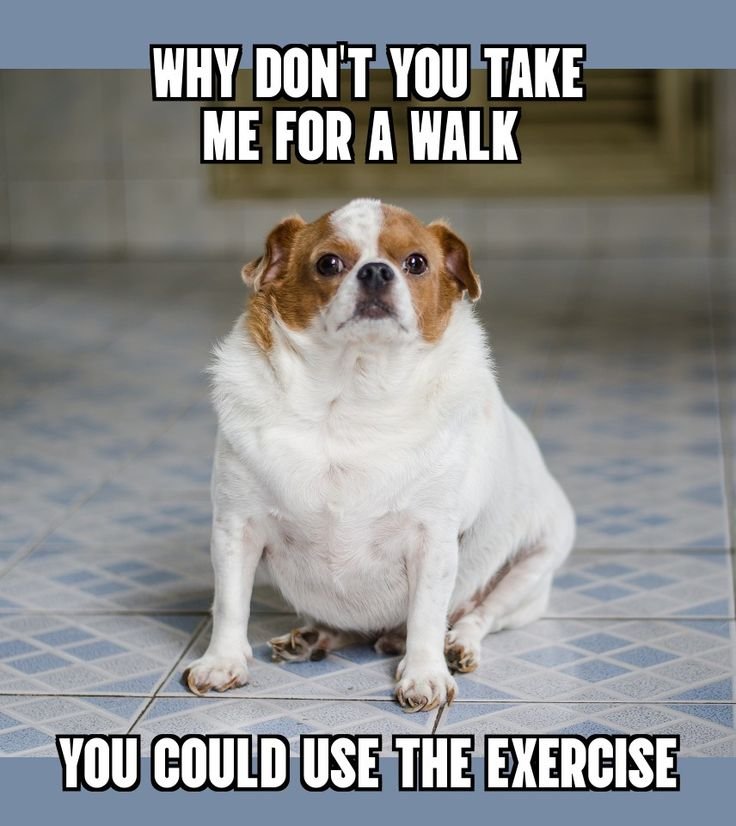 dog memes