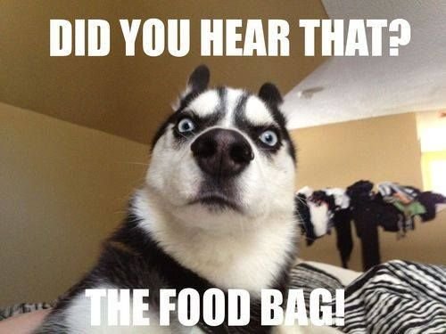 dog memes