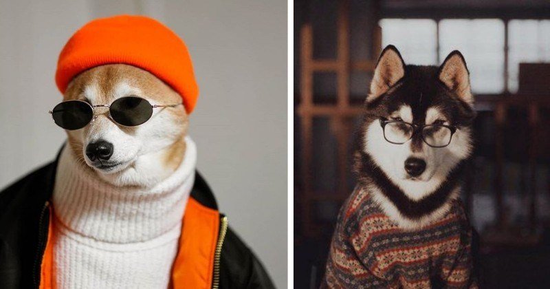 dog memes