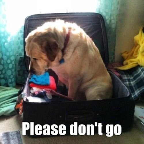 dog memes