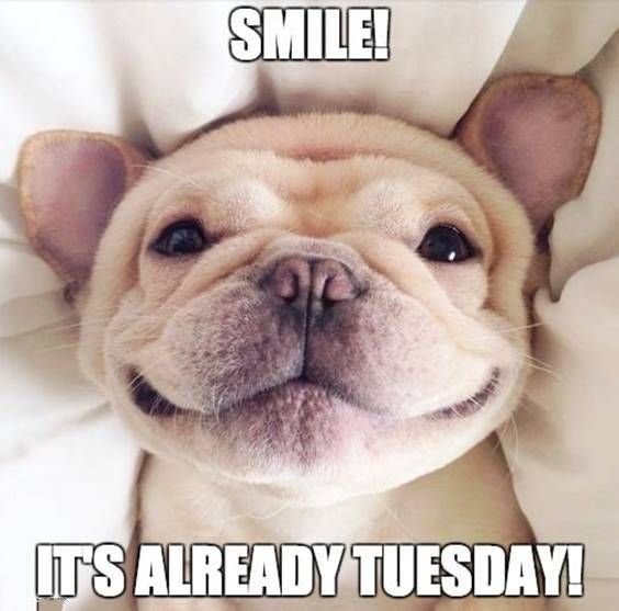 Tuesday Memes