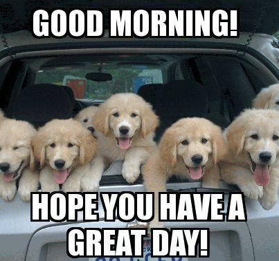 dog memes