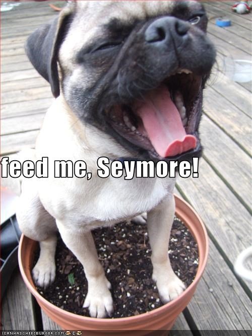 dog memes