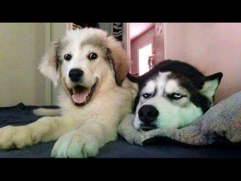 dog memes