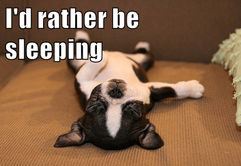 dog memes