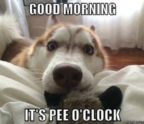 dog memes