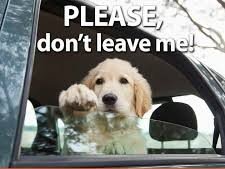 dog memes